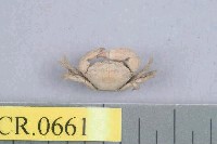 藏品(牧氏毛粒蟹)的圖片